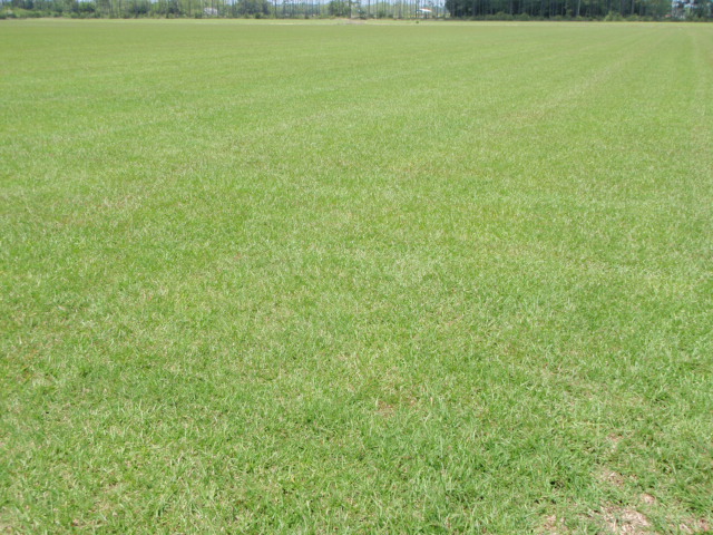 centipede sod and turf grass in Alabama